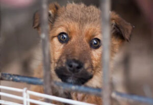 abandon des animaux en france
