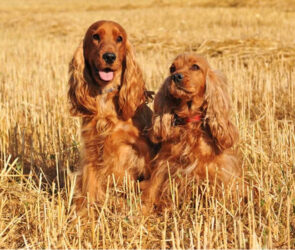 Céréales pour chiens