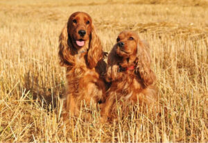 Céréales pour chiens