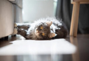 Astuce anti-griffures chat