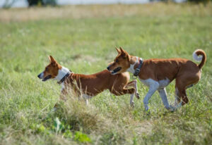 Prévention des morsures chien