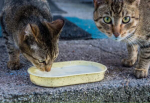 donner du lait à son chat