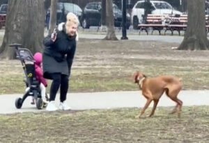 chien qui joue à la balle"