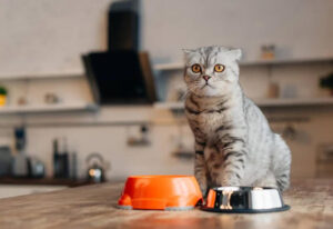 stérilisation des chats