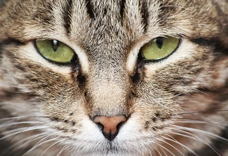 Moustaches du chat