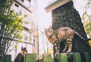 Langage de la Queue chez les Chats