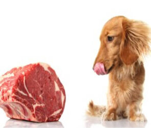 Risques de Viande Crue pour Chiens