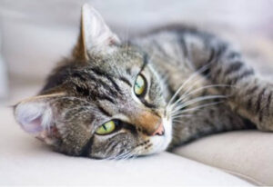 dépression Saisonnière chat