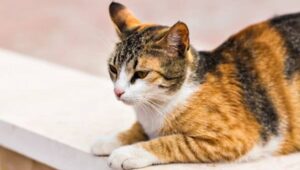 Mon chat fait caca hors de son bac à litière : que faire ? chat fait caca hors litiere