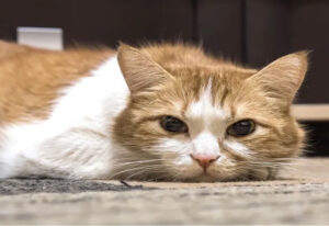 Nouvelle Souche Coronavirus Chats