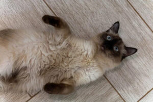 Chat Incontinent