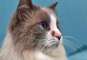 Les maladies du bas de l’appareil urinaire (MBAU) du chat maladies bas appareil urinaire chat