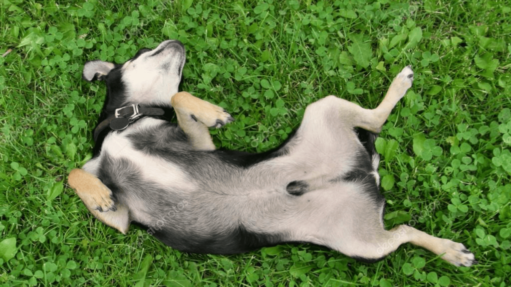 Chien énervé après castration