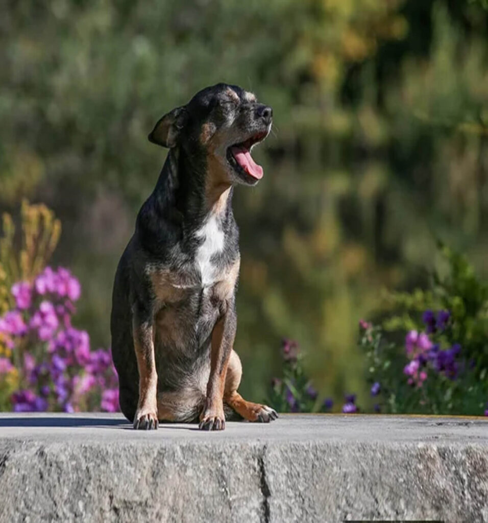 Chien énervé après castration