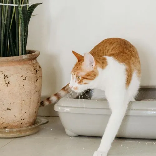 Chat pipi incontinent