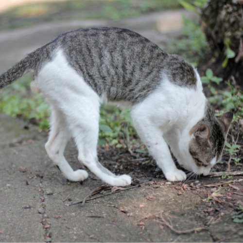 Chat pipi à côté litière