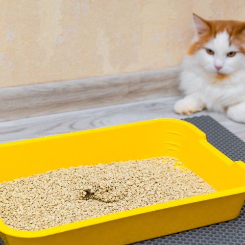 Chat pipi à côté litière