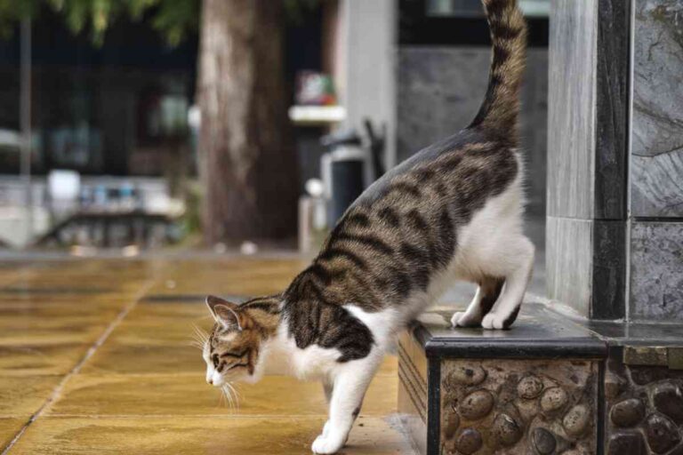 Mon chat fait pipi au même endroit : que faire ? Mon chat fait pipi au même endroit