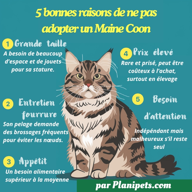 5 bonnes raisons de ne pas adopter un maine coon. infographies planipets