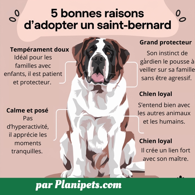 5 bonnes raisons d’adopter un Saint-Bernard infographie avec 5 éléments