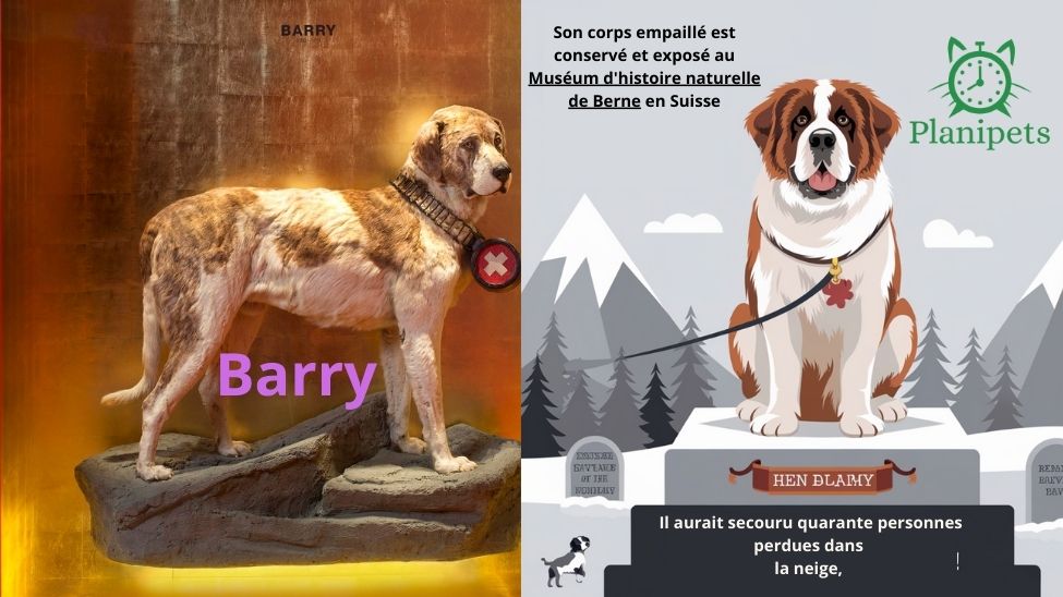 infographie et photo Barry le héros des montagnes saint bernard infographie et photo