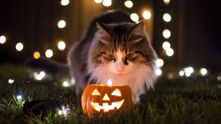 Danger d'halloween pour les chats citrouilles et autres