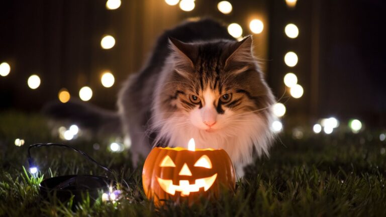 Danger d'halloween pour les chats citrouilles et autres