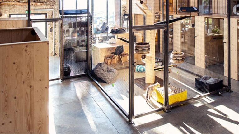 Le Georges Cat : l’essor d’un hôtel de luxe pour chats autour de Nantes georges cat hotel pour chat Nantes