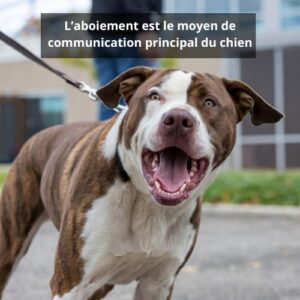 L’aboiement est le moyen de communication principal du chien