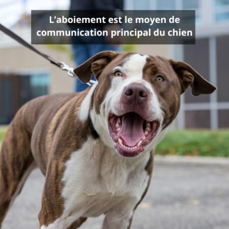 L’aboiement est le moyen de communication principal du chien