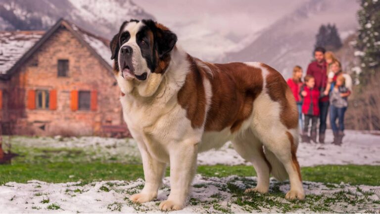 image d'un saint bernard en famille dans les alpes