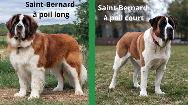 Un Saint-Bernard à poil long à côté d'un Saint-Bernard à poil court pour montrer les différences de pelage.