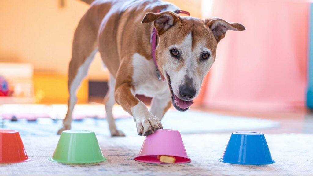 booster intelligence chien à la maison jeux