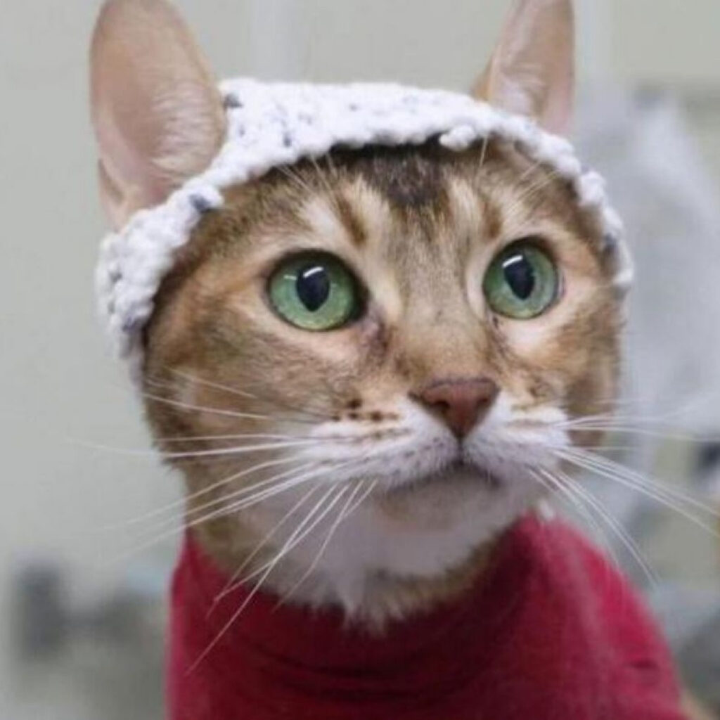 chatdes bonnets en laine pour comprendre leur activité cereebrale