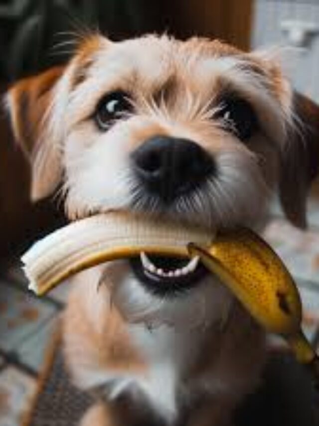 Les bananes sont-elles saines pour les chiens ?
