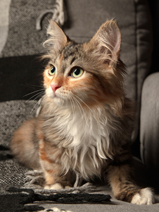 Puis-je laisser mon chat seul pendant deux jours ?