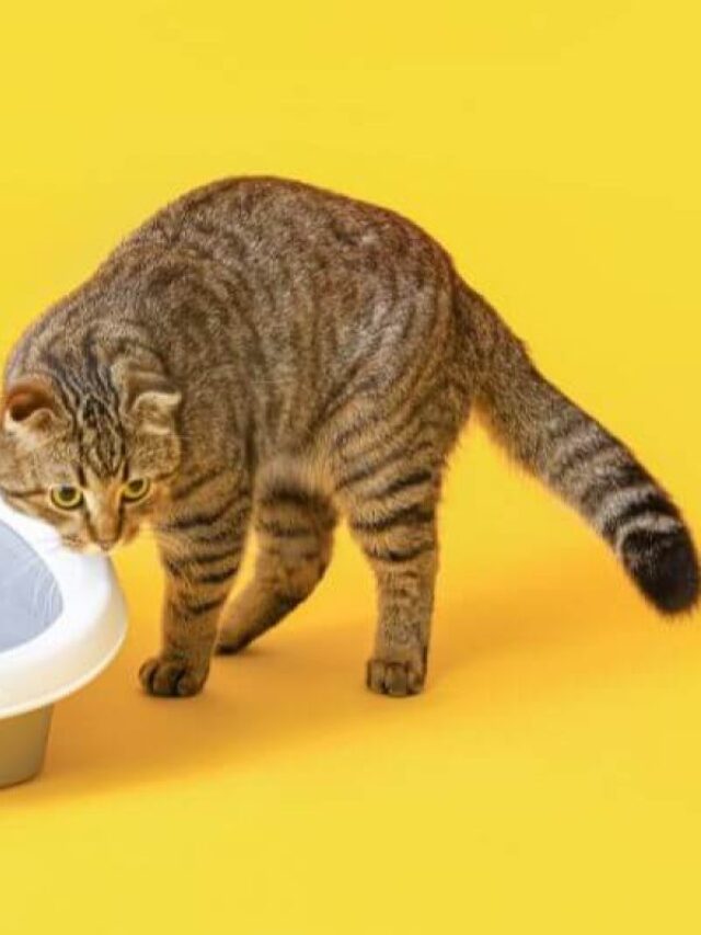 Comment empêcher un chat de faire ses besoins dans un endroit ?