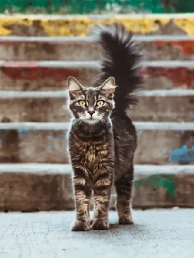 Que signifie quand un chat remue la queue doucement ?