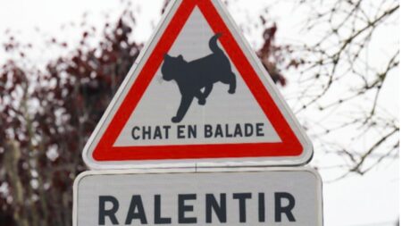 « Panneau de signalisation "Chat en balade" incitant les automobilistes à ralentir pour protéger les animaux »