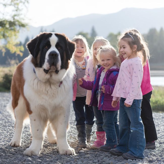 photo saint bernard avec des enfants