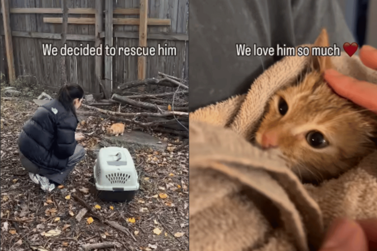 Ce couple sauve un chat errant : Ce qui se passe ensuite va vous émouvoir aux larmes Une femme sauve un chat roux errant en le plaçant dans une cage de transport, suivi d'une image du chat au chaud dans une couverture.