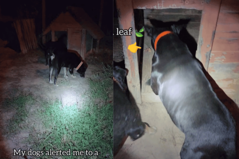 Deux chiens de garde alertent leur propriétaire en explorant une zone suspecte dans l'obscurité, éclairée par une lampe torche, avec un élément inattendu identifié comme une "feuille"