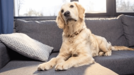 🐾 Un Dernier Voyage Émotionnel : Un Golden Retriever Visite Disneyland Avant de Rejoindre le Paradis des Chiens