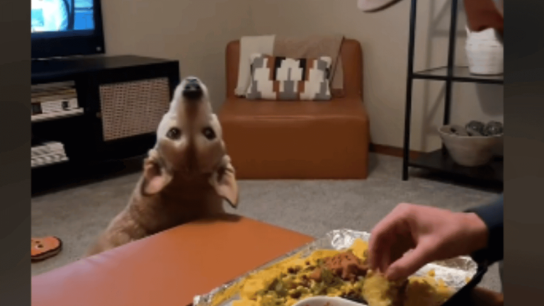 Chien allongé sur le sol regardant son maître avec des yeux suppliants pour obtenir une friandise