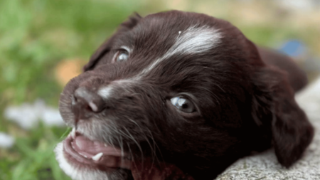 Petit chiot labrador noir nommé Little Foot, avec les yeux mi-clos, dans une couverture douce.