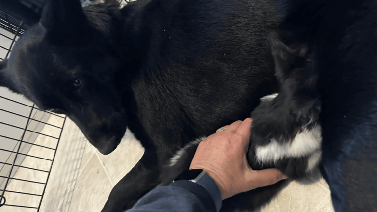 Un chien noir posé sur une surface claire, avec des objets autour de lui