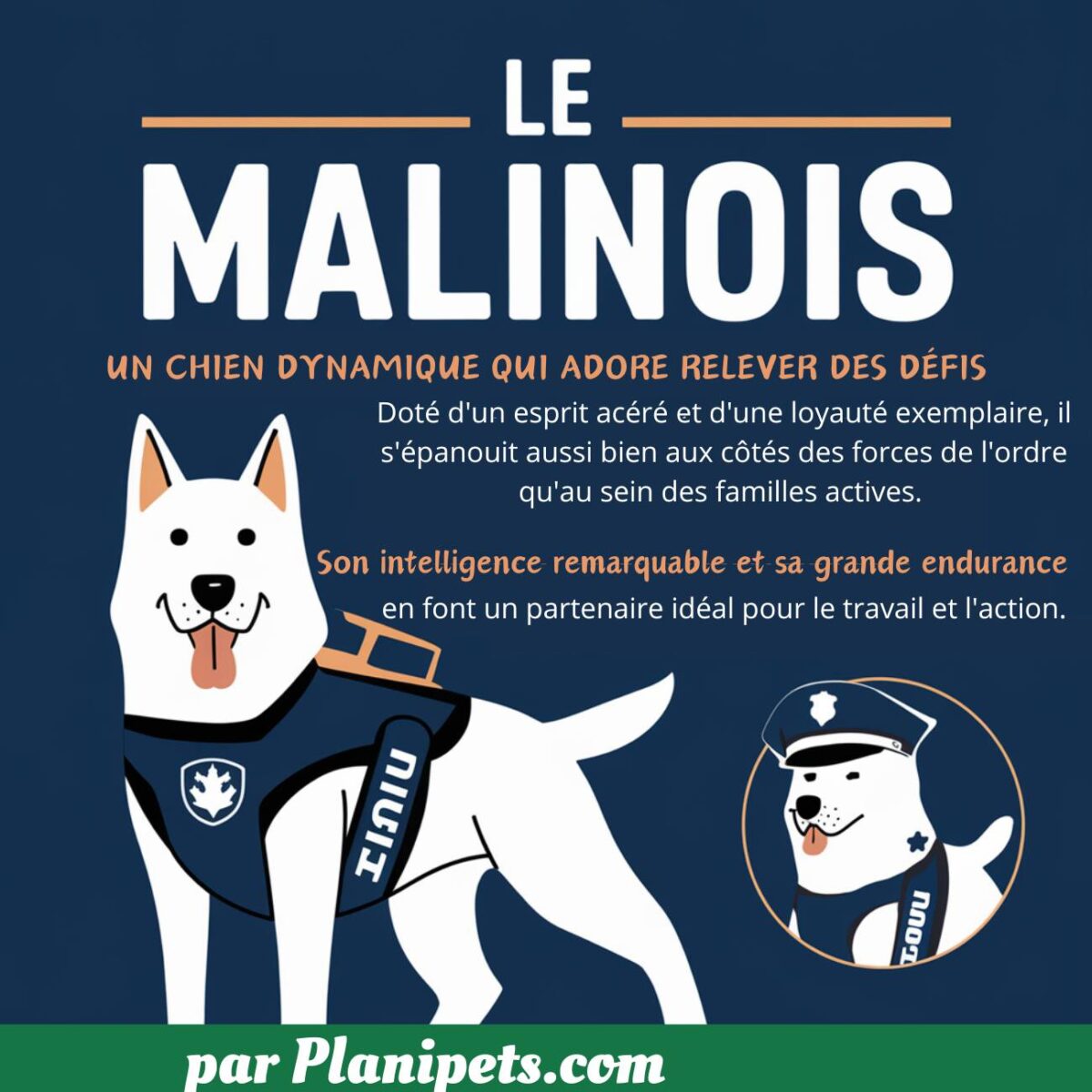 est-ce que le malinois est dangereux
