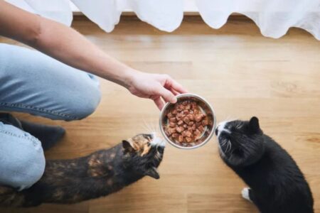 Deux chats se nourrissant de croquettes sur un sol en bois, symbolisant le choix d'une alimentation adaptée pour leur santé et leur bien-être.