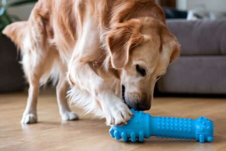 chien aboiement ronge