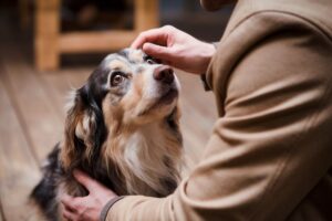 Un chien regardant son maître avec des yeux remplis de tendresse, recevant une caresse sur la tête dans un moment de complicité.